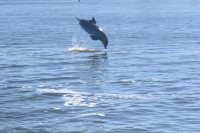 Cocoa Beach Dolphin and Wildlife Tour - Who Should Book This Cocoa Beach Dolphin Tour (and Who Might Skip It)