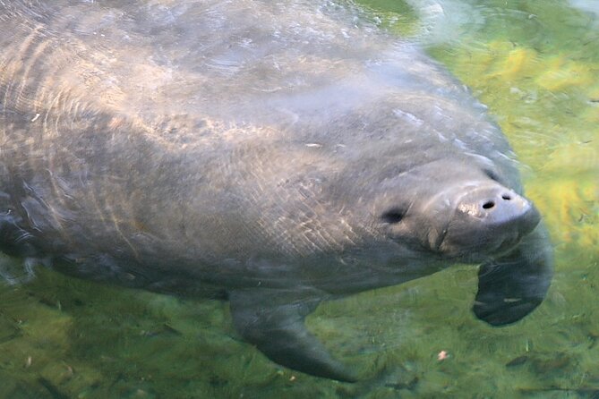 Cocoa Beach Dolphin and Wildlife Tour - My Bottom-Line Take: Should You Book?