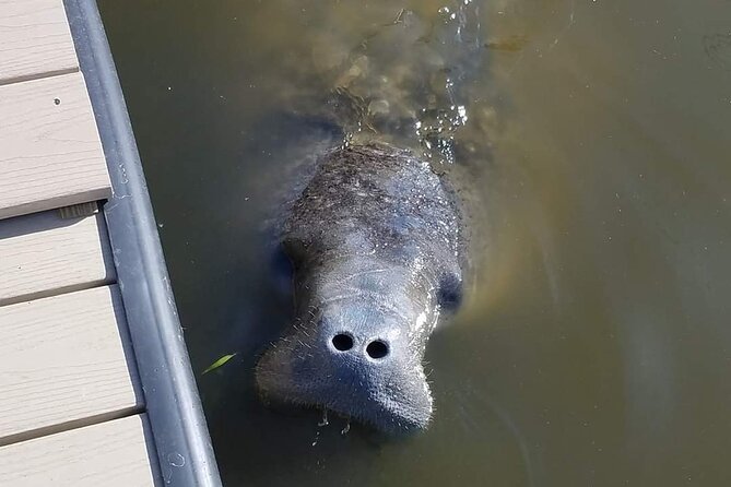 Craigcat Rental in Merritt Island - How the 1-Hour Rental Actually Feels on the Indian River Lagoon