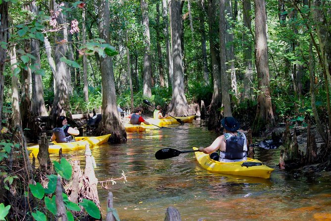 Cypress Forest: Guided Nature Kayak Eco-Tour - Key points for your paddle