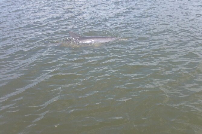 Dolphin and Manatee Adventure Tour of Merritt Island - Kayak vs Paddle Board: How Your Choice Changes the View