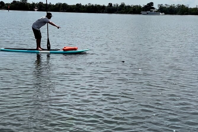 Dolphin and Manatee Adventure Tour of Merritt Island - Wildlife Spotting Targets: Dolphins, Manatees, and More