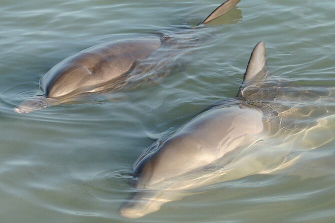 Dolphin and Manatee Clear Kayak or Paddleboard Tour - Key highlights worth planning for