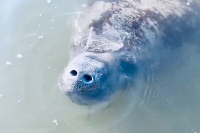 Dolphin and Manatee Kayak and SUP Adventure Tour of Cocoa Beach - Cocoa Beach paddle time: what kind of outing this is