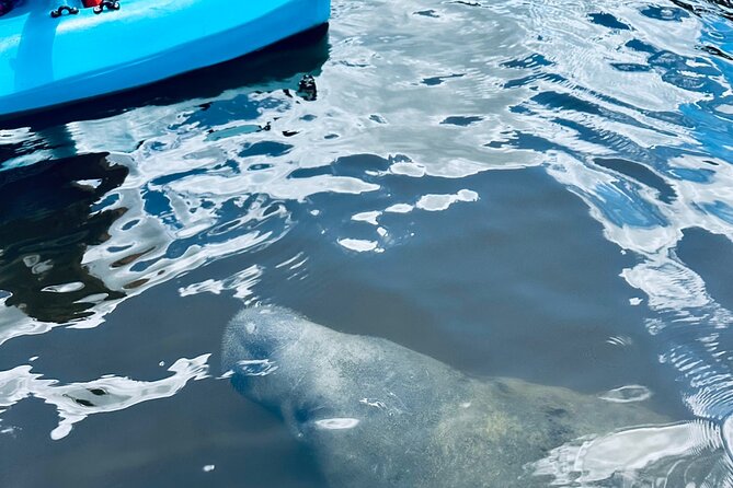 Dolphin and Manatee Kayak and SUP Adventure Tour of Cocoa Beach - Guides, pacing, and what you’ll actually learn on the water