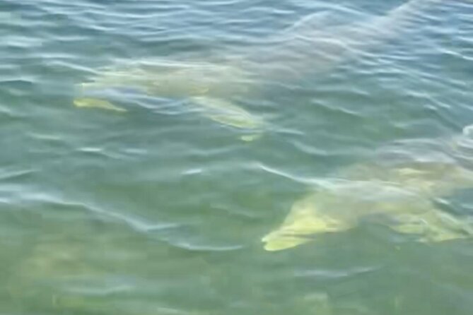 Dolphin and Manatee Kayak and SUP Adventure Tour of Cocoa Beach - Dolphins, birds, and the reality of wildlife sightings