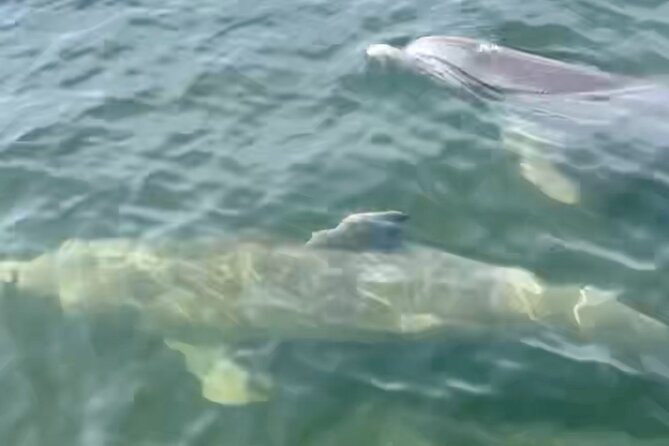 Dolphin and Manatee Kayak and SUP Adventure Tour of Cocoa Beach - Family-friendly water time (and how to make it smoother)
