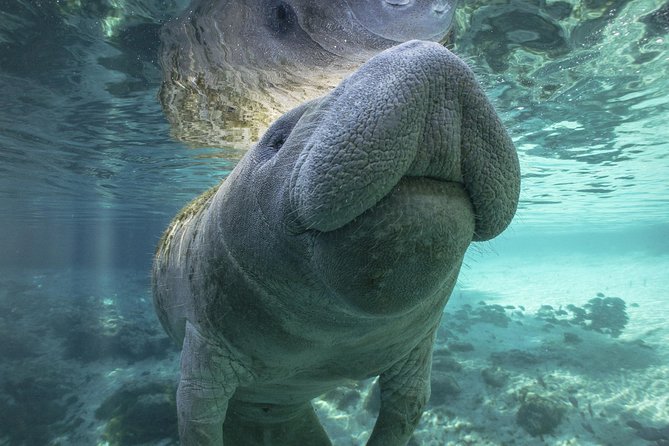 Dolphin & Manatee Kayaking Tour in Orlando Area - Why the Haulover Canal area is built for sea cows
