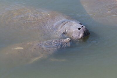 Dolphin & Manatee Kayaking Tour in Orlando Area - Spotting manatees and dolphins without rushing the river