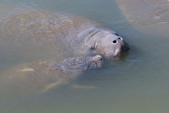 Dolphin & Manatee Kayaking Tour in Orlando Area - Spotting manatees and dolphins without rushing the river