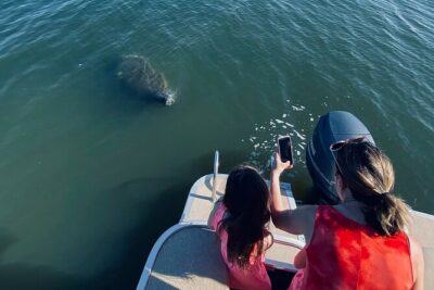 Dolphin/Manatee Pontoon Boat Tour with Local Expert - Indian River Shores: what you’re actually looking for on the water