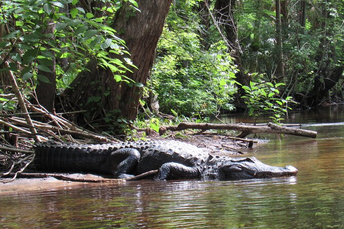 Exclusive Nature Escape Kayak Adventure on Blackwater Creek - Price and value: what you’re paying $90 for
