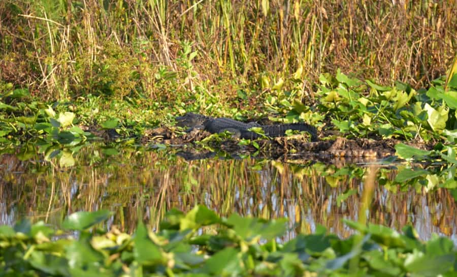 Florida: 90 Minute Everglades Cruise - 90 minutes on the water: what this cruise is really like