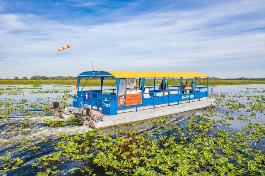 Florida: 90 Minute Everglades Cruise - Wildlife spotting: the alligators and birds you can actually find