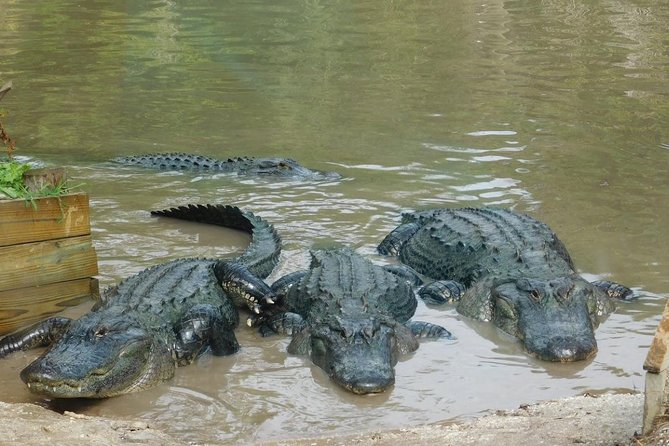 Florida Everglades Airboat Tour and Wild Florida Admission with Optional Lunch - The airboat ride: 4,200 acres of wetlands, guided and safe