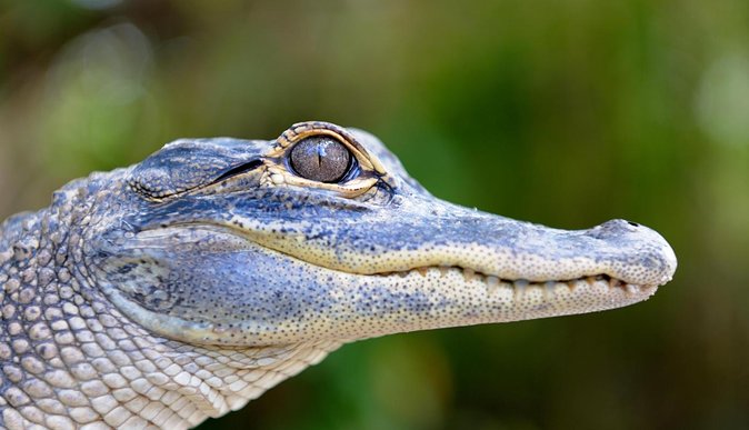 Florida Everglades Airboat Tour and Wild Florida Admission with Optional Lunch - What to pack: dress for wind, not just sunshine
