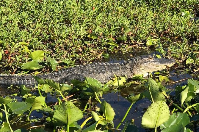 Florida Everglades Airboat Tour and Wild Florida Admission with Optional Lunch - What the guide actually does on the water