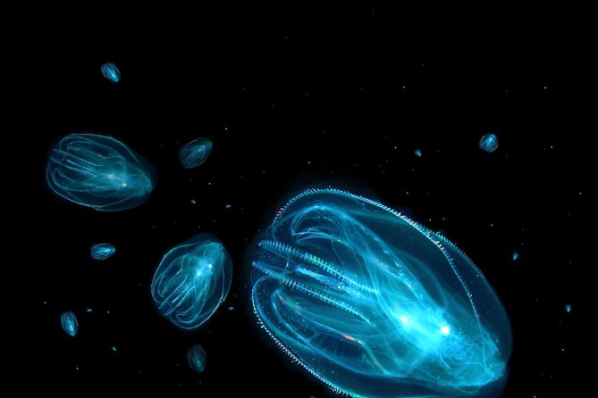 Florida Sunset and Bioluminescence Package - Sunset Kayaking: The Part That Builds Anticipation
