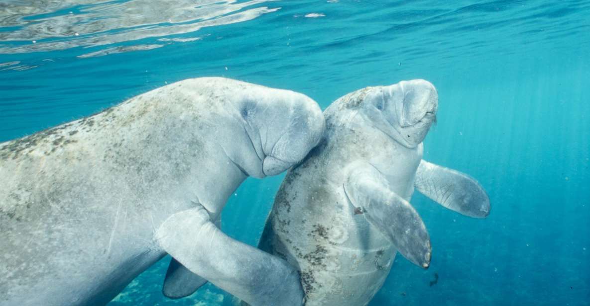From Orlando: Manatee Snorkel Tour with Lunch & Hotel Pickup - Key highlights at a glance