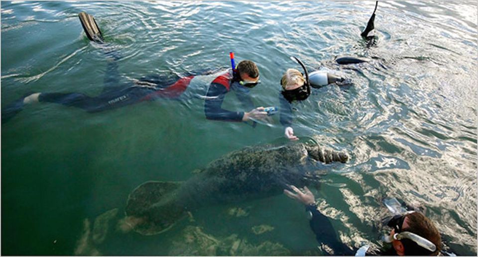 From Orlando: Manatee Snorkel Tour with Lunch & Hotel Pickup - Lunch break: how the picnic lunch fits the day