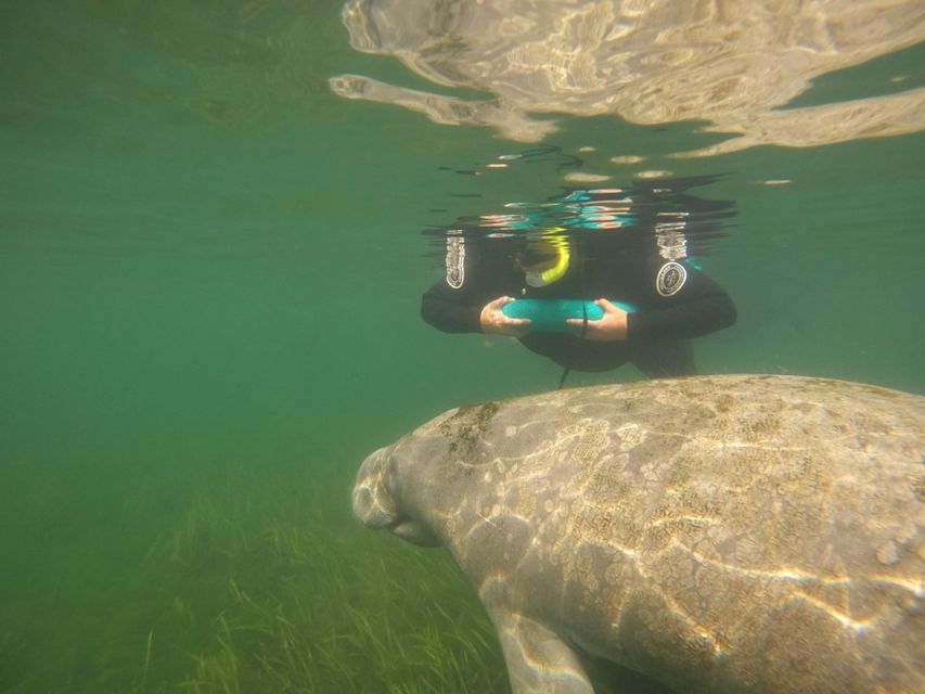 From Orlando: Manatee Snorkel Tour with Lunch & Hotel Pickup - Homosassa State Wildlife Park: the underwater viewing chamber