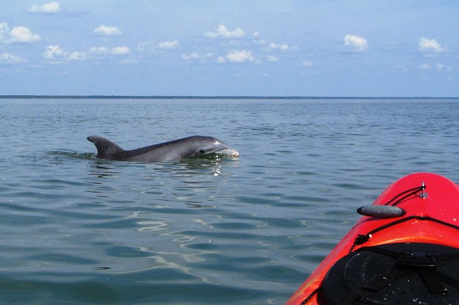 Fully Guided Kayaking Backwater Manatee and Dolphin Tour - Key highlights to know before you go