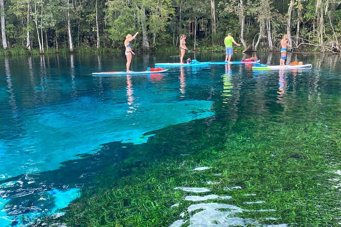 Gator Viewing Clear Kayak Springs Tour - Gear, Comfort, and Small Practical Things That Matter