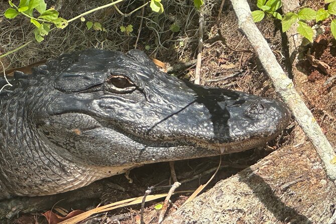 Gator Viewing Clear Kayak Springs Tour - Should You Book It?