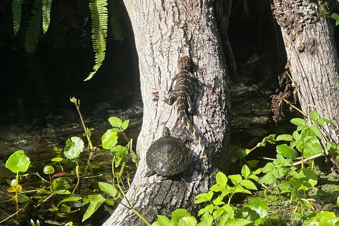Gator Viewing Clear Kayak Springs Tour - Two Hours on the Water: What Your Route Feels Like