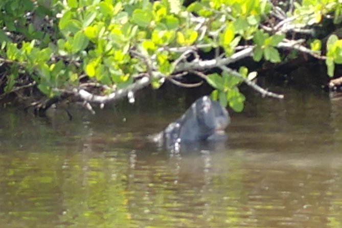 Guided Kayak Tour with Manatee & Dolphin Sightings - Where you launch: Manatee Cove Park and the Cocoa Beach area view