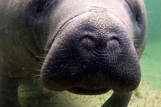 Guided Kayaking Manatee Tour near Orlando - Key Highlights at a Glance