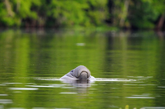 Guided Kayaking Manatee Tour near Orlando - Season Timing: When Manatees Are Most Likely to Show