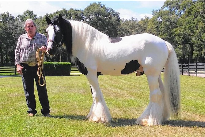 Gypsy Gold Horse Farm Tour - Meet Gypsy Vanner horses the way the founders intended