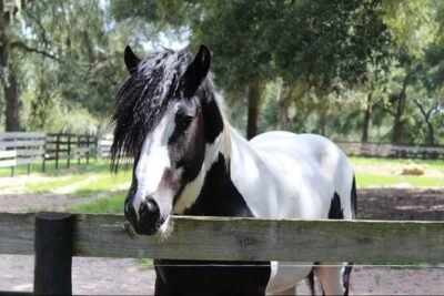 Gypsy Gold Horse Farm Tour - The first 45 minutes: story, traits, and the Gypsy Vanner background