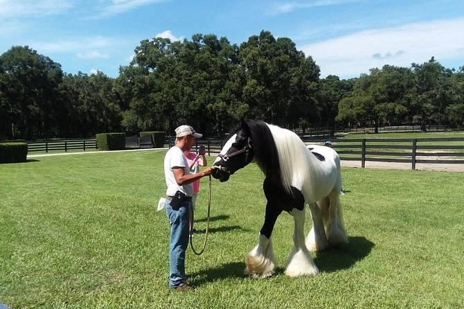 Gypsy Gold Horse Farm Tour - Gift shop stop: bring a souvenir that makes sense