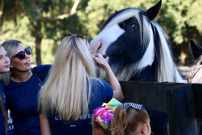 Gypsy Gold Horse Farm Tour - Value for $55: what you’re really paying for