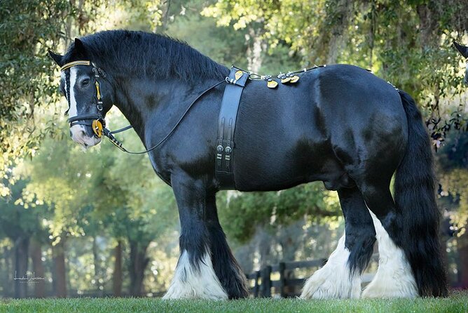 Gypsy Gold Horse Farm Walking Tour - Key points worth knowing before you go