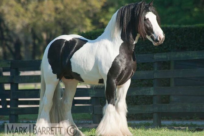 Gypsy Gold Horse Farm Walking Tour - Price, timing, and the Orlando-area reality