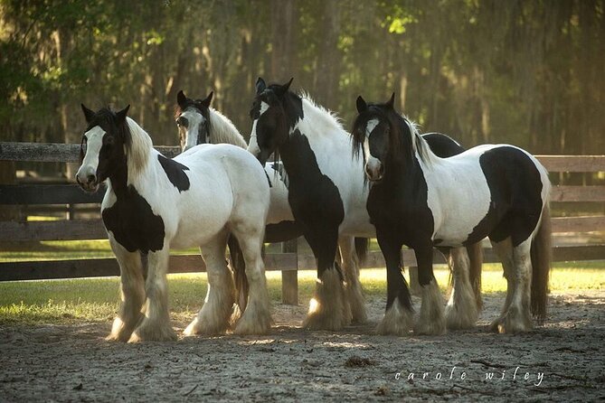 Gypsy Gold Horse Farm Walking Tour - Who should book the Gypsy Gold Horse Farm walking tour?