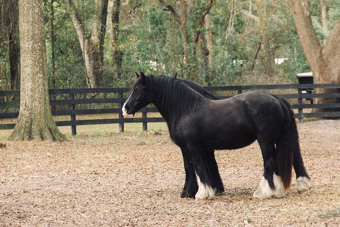 Gypsy Gold Horse Farm Walking Tour - Getting the most out of Stop 1 at Gypsy Gold Farm