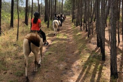 Horseback Ride on Scenic Lake Louisa Trails - Where the Tour Starts (And Why It Matters): 7305 US-27