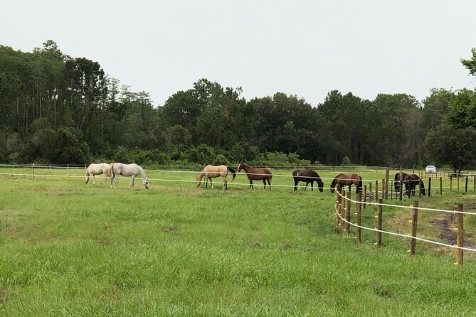 Horseback Ride on Scenic Lake Louisa Trails - Who This Ride Is For (And Who Should Think Twice)