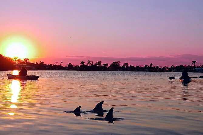 Kayak Tours and Rentals. Dolphins, Manatees, and Bioluminescence! - Guides make it or break it: education that keeps you engaged