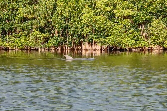 Kayak Tours and Rentals. Dolphins, Manatees, and Bioluminescence! - Price reality check: how $55 stacks up for what you get