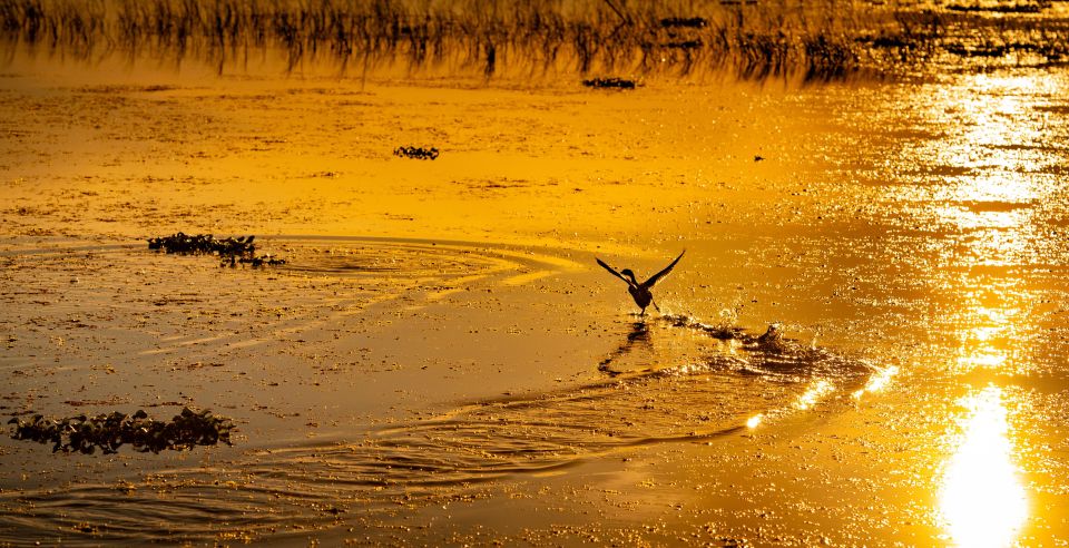 Kissimmee: Boggy Creek Sunset Airboat Tour - Key points before you go