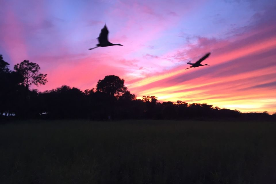 Kissimmee: Boggy Creek Sunset Airboat Tour - Wildlife spotting at dusk: alligators, turtles, and birds in real wetland conditions