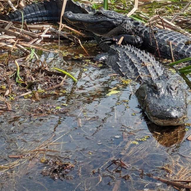 Kissimmee: Everglades Alligator and Wildlife Airboat Tour - Key things to know before you go