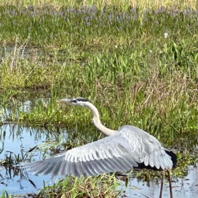 Kissimmee: Everglades Alligator and Wildlife Airboat Tour - Check-in at 3702 Big Bass Rd and the safety setup that keeps it easy