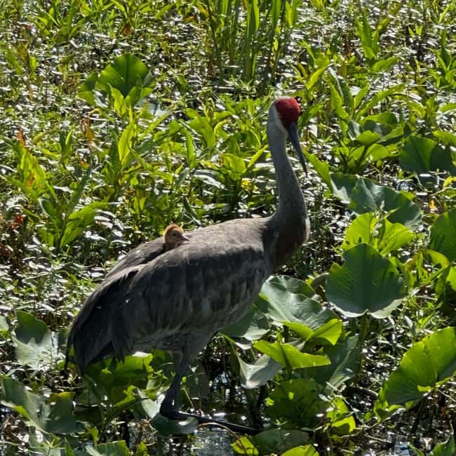 Kissimmee: Everglades Alligator and Wildlife Airboat Tour - The baby gator moment: the hands-on highlight for families