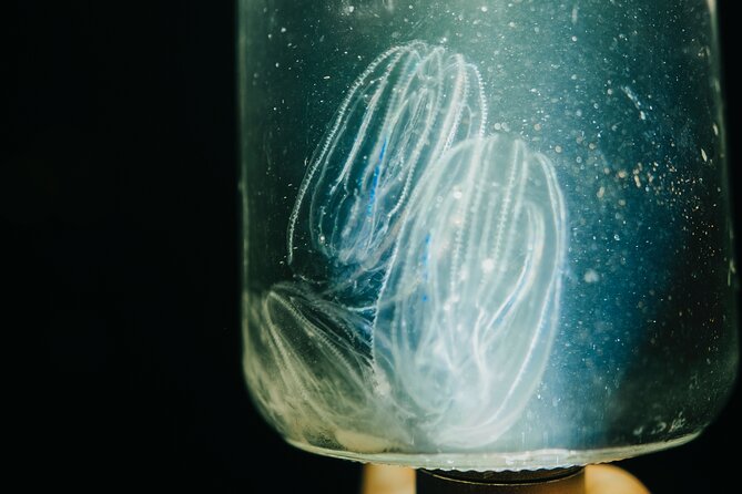 LED Bio Comb Jelly Clear Bottom Kayak or Paddleboard Tour! - The Route and the Rhythm: Kiwanis Island Park to the Waterline